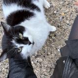 Picture of cat found at Les Matelles