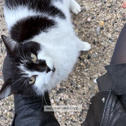 Photo 1/1 Found cat Found in Les matelles