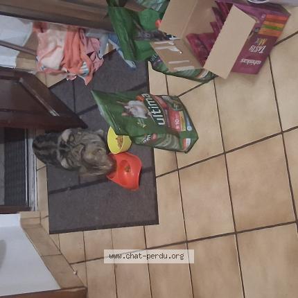 Photo 1/1 Found cat Found in Monestier d ambel