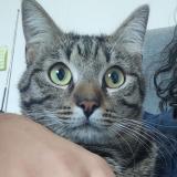 Picture of cat lost at Martres Tolosane