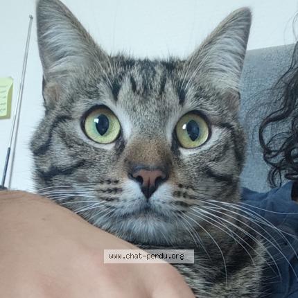 Photo 1/1 Quarks Chat lost in Martres tolosane