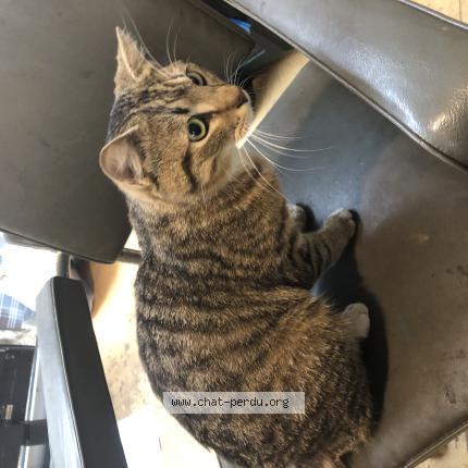 Photo 1/1 Found cat Found in Bruxelles