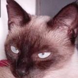 Picture of cat lost at Meaux