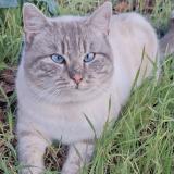 Picture of cat lost at Les Velluire Sur Vendee