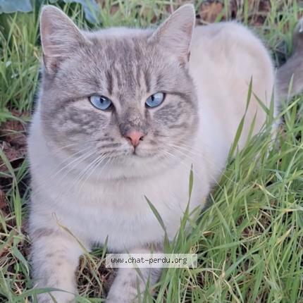 Photo 1/1 Bounthy Chat lost in Les velluire sur vendee