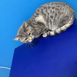 Picture of cat lost at Fortschwihr