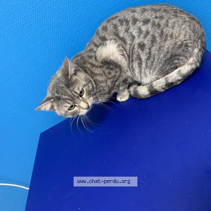 Photo 1/1 Nuage Chat lost in Fortschwihr