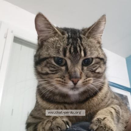 Photo 1/2 Kouki Chat lost in Doue la fontaine