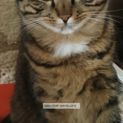 Photo 2/2 Kouki Chat lost in Doue la fontaine