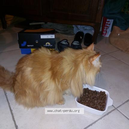 Photo 1/1 Found cat Found in Vineuil saint firmin