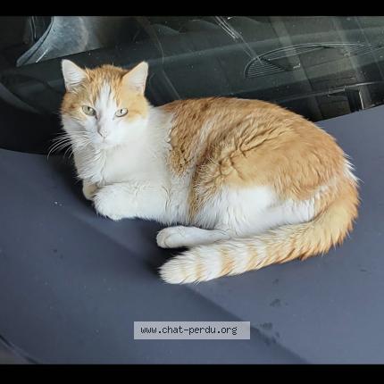 Photo 1/1 RS Chat lost in Le luhier