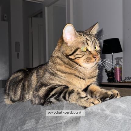 Photo 1/1 Hervé Chat lost in Epernay