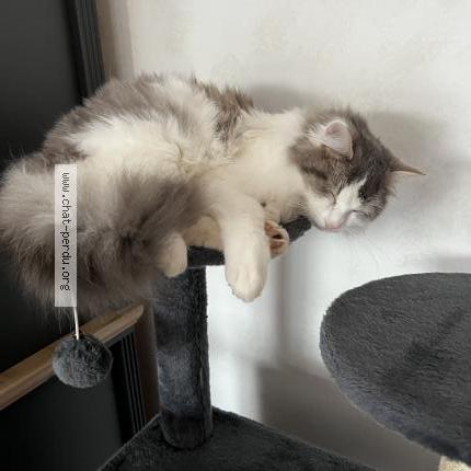 Photo 1/1 ACHILLE Chat lost in Pouille