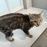 Picture of cat found at Singapore