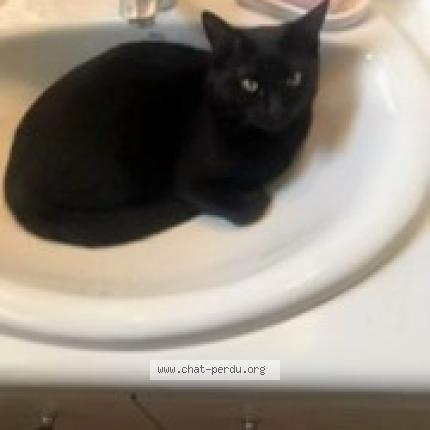 Photo 1/1 Nami Chat lost in Voisins le bretonneux