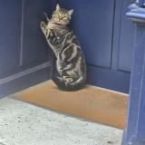 Picture of cat found at Paris