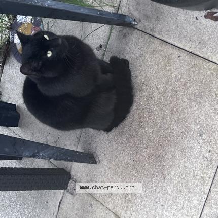 Photo 1/1 Found cat Found in Chartres