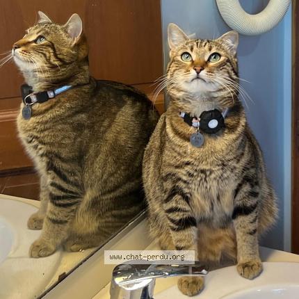 Photo 1/1 Luna Chat lost in Jossigny