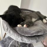 Picture of cat lost at Saint Julien