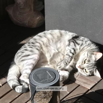 Photo 1/1 Tisha Chat lost in Petit lancy