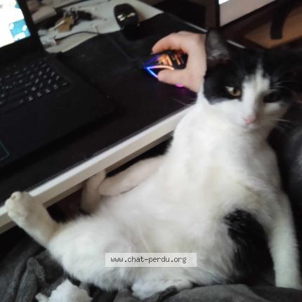 Photo 1/1 Gueko Chat lost in Rennes