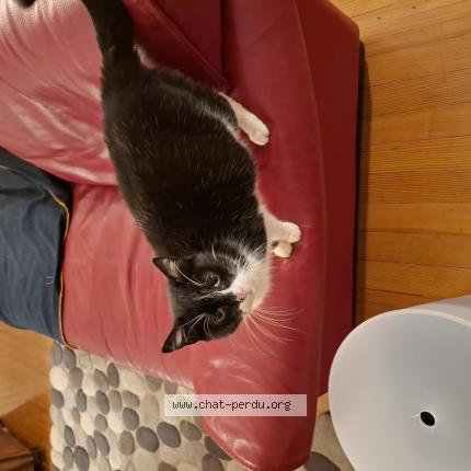 Photo 1/1 Atchoum Chat lost in Metz