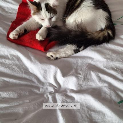 Photo 1/1 Tofu Chat lost in Brindas