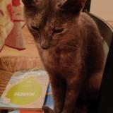 Picture of cat found at Chatellerault