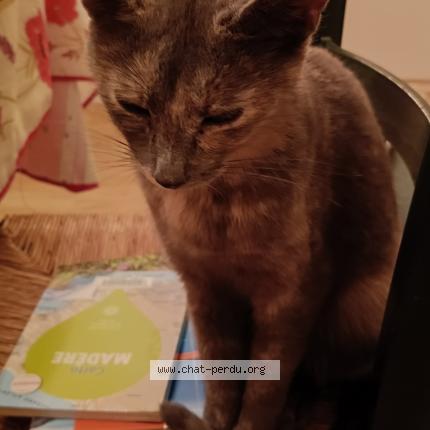 Photo 1/1 Found cat Found in Chatellerault