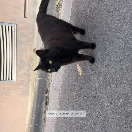 Photo 1/1 Found cat Found in Marseille