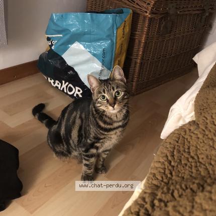 Photo 1/4 Hoshi Chat lost in Le mans