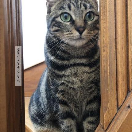 Photo 2/4 Hoshi Chat lost in Le mans