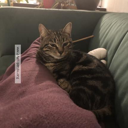 Photo 3/4 Hoshi Chat lost in Le mans