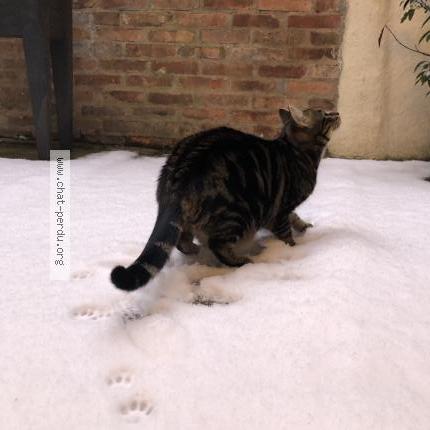 Photo 4/4 Hoshi Chat lost in Le mans