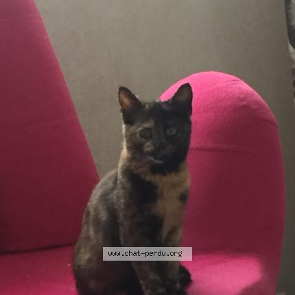 Photo 1/1 Chanel Chat lost in Sardon