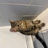 Picture of cat found at Saint Sebastien Sur Loire