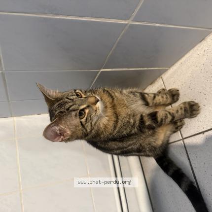 Photo 1/1 Found cat Found in Saint sebastien sur loire