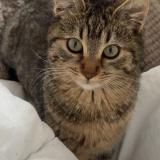 Picture of cat lost at Gosselies