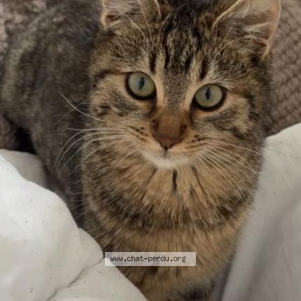 Photo 1/1 Yaku Chat lost in Gosselies