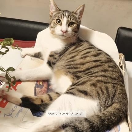 Photo 1/1 Mitch Chat lost in Trans en provence