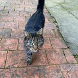 Picture of cat found at Sommevoire