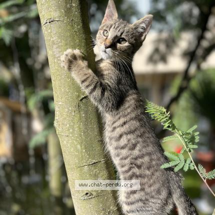 Photo 1/1 Arthur Chat lost in Vaux sur mer