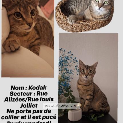 Photo 1/1 kodak Chat lost in Nieul sur mer