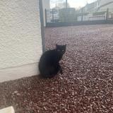 Picture of cat lost at Maubeuge