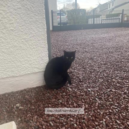 Photo 1/1 Gheo gheorge gheorghe Chat lost in Maubeuge