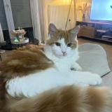 Picture of cat lost at Muret