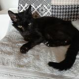 Picture of cat lost at Flassans Sur Issole