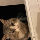 Picture of cat found at Nieul Sur Mer