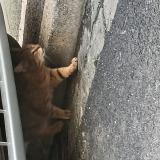 Picture of cat found at Lille