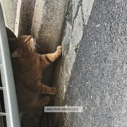 Photo 1/1 Found cat Found in Lille